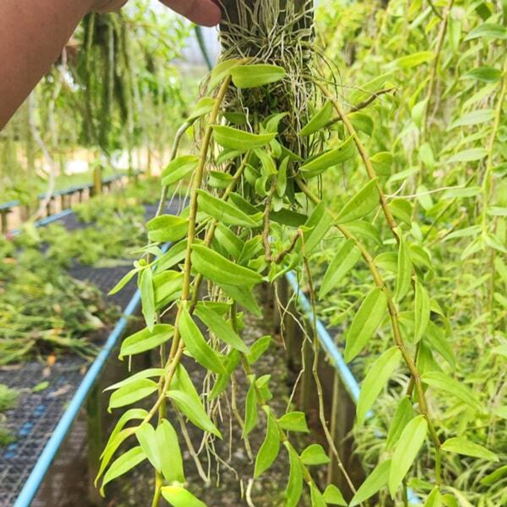 Орхидея DENDROBIUM APHYLLUM