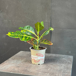 Кротон (Codiaeum variegatum)