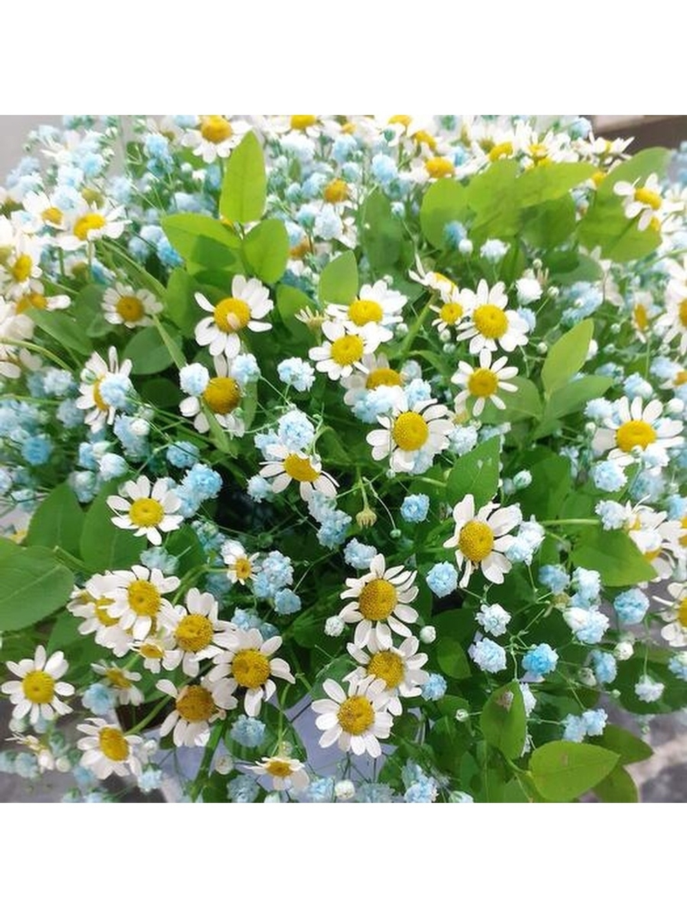 Композиция из ромашки и гипсофилы Ромашковое облако