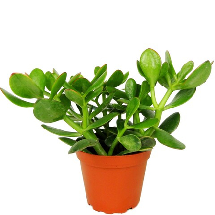 Крассула (Денежное дерево)