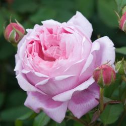 Алан Титчмарш (Alan Titchmarsh)