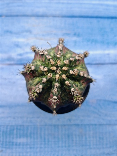 Gymnocalycium T-Rex Pink hybride (Гимнокалициум T-rex)