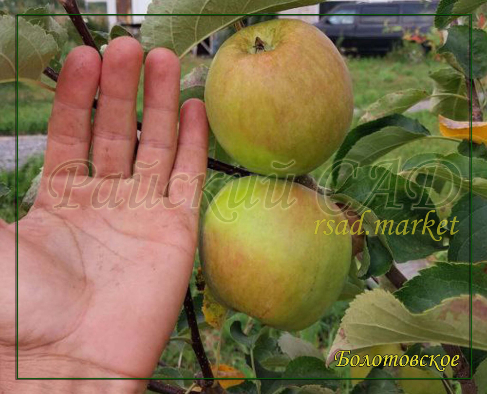 Яблоня Болотовское