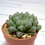 Haworthia Cooperi Pilifera (Хавортия)