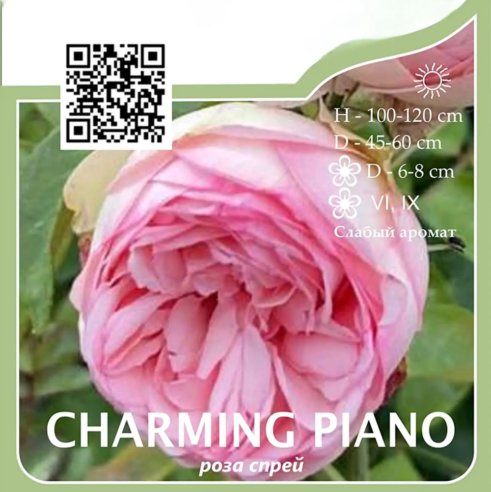 Роза чайно-гибридная "Charming Piano"