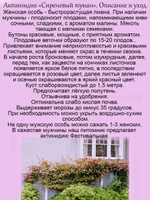 Актинидия коломикта Сиреневый туман женский сорт