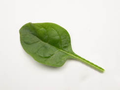 Кросстрек F1 семена шпината (Enza Zaden / Энза Заден)