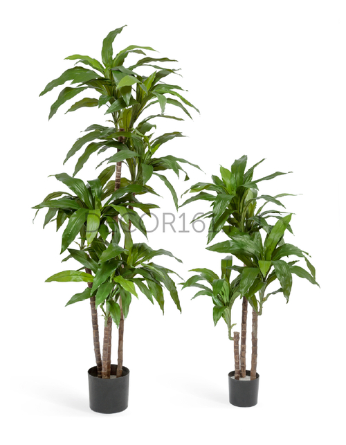 Драцена Джанет Крейг зелёная 150 см 4 ствола 2/2 10.58204N