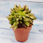 Haworthia Atrofusca mutant (Хавортия)