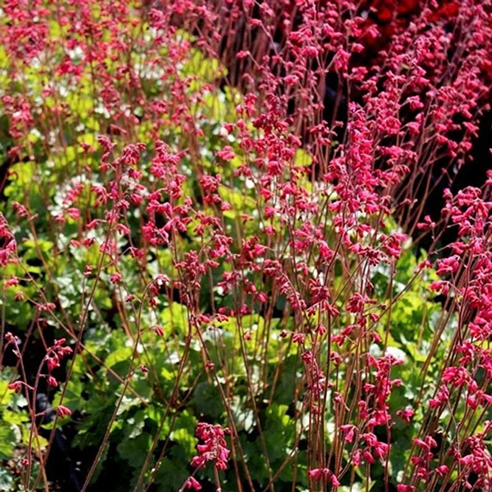 Гейхера кроваво-красная Ред Спанглз  С5