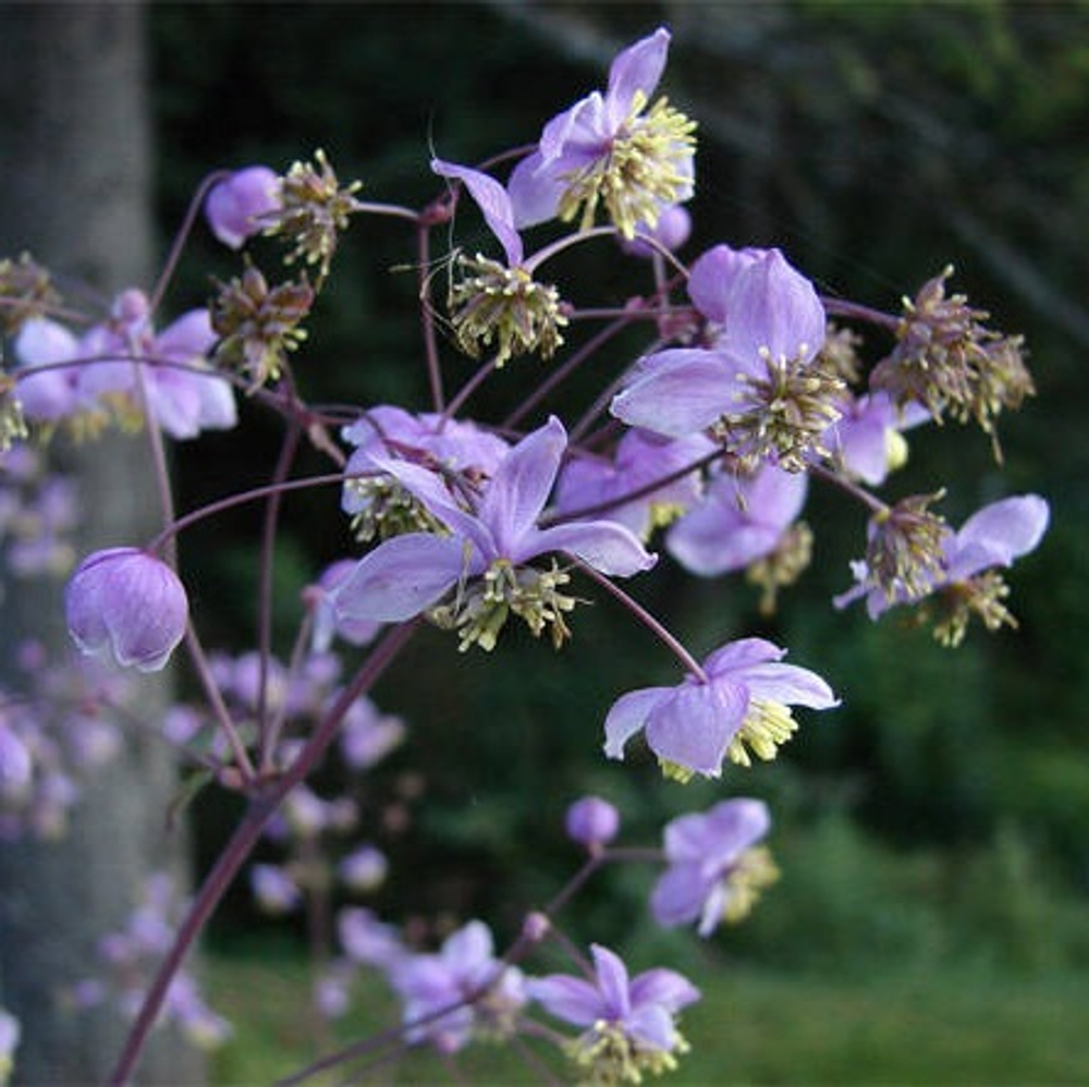 Василистник рохенбрунский. Thalictrum rochebrunianum.