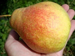 Груша Мраморная С5 Закупка М69 июнь 2026