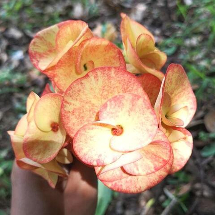 Эуфорбия Миля CHOM CHAN