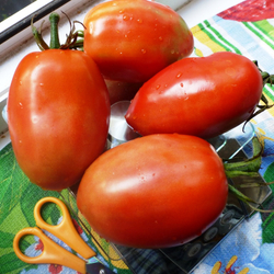 Помидоры Бочковой Засол
