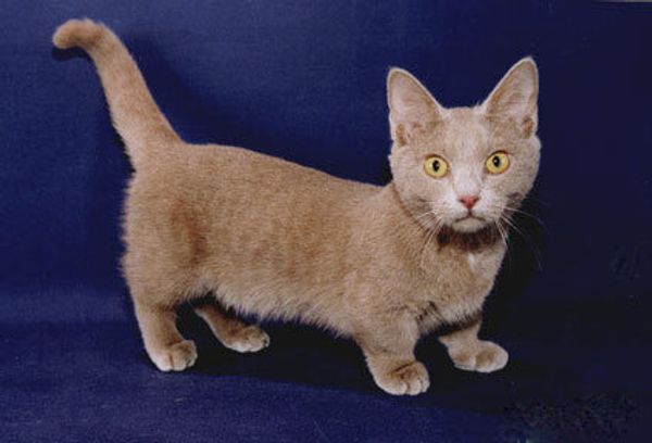 Манчкин Манчкин