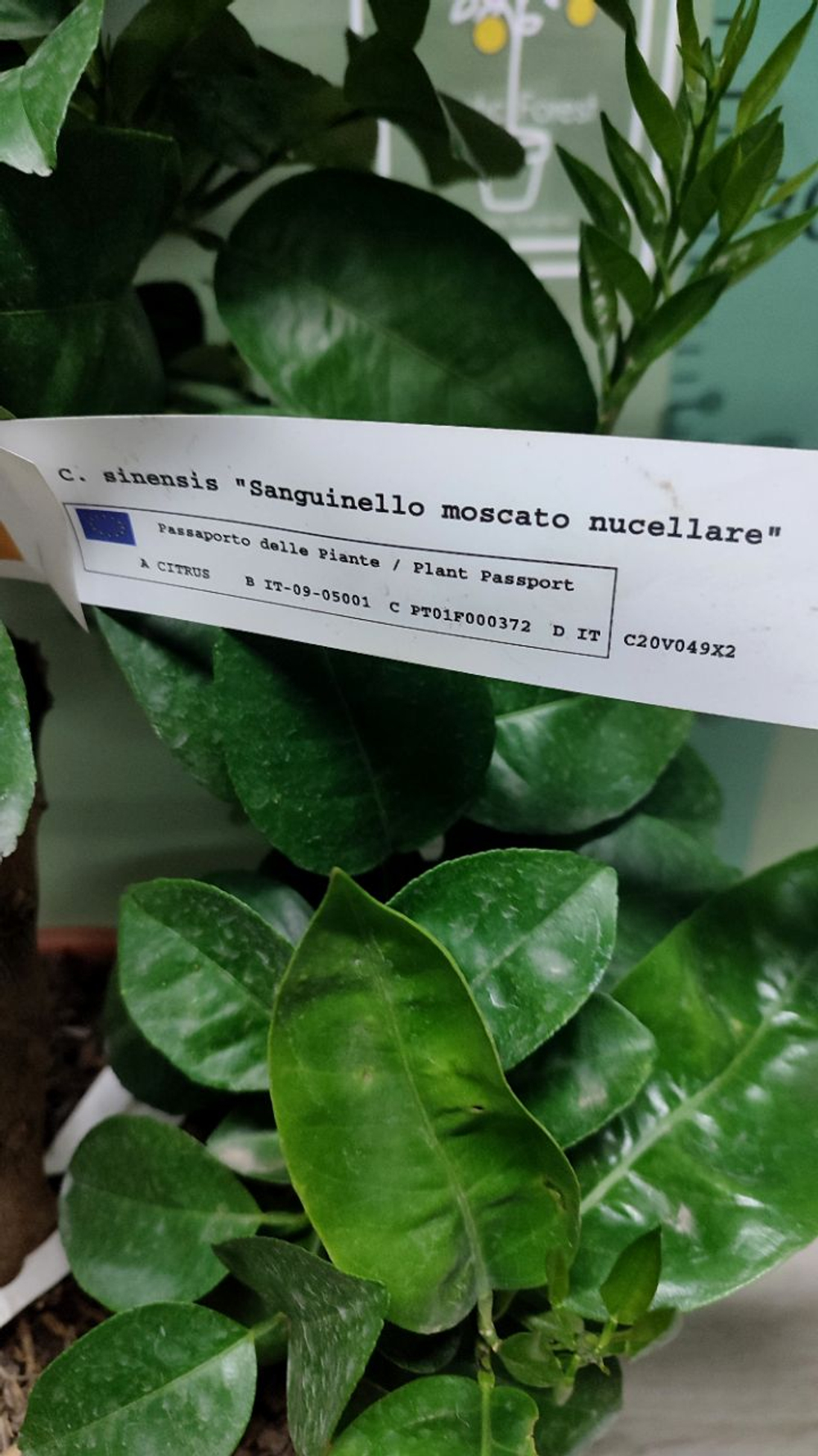 C. sinensis “Sanguinello moscato nucellare”