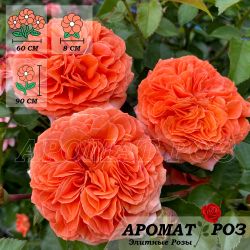 Оранжери (Orangerie)