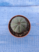 Euphorbia Obesa (Эуфорбия)