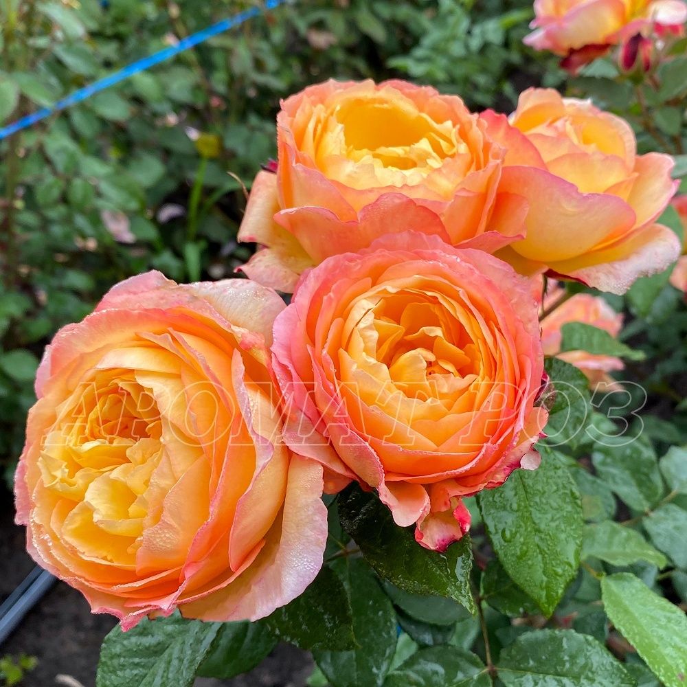 Велл Бинг (Well Being)