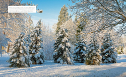 Gardening with conifers