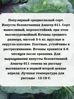 Семена капуста набор для хранения и квашения 3 шт(А,С,З)