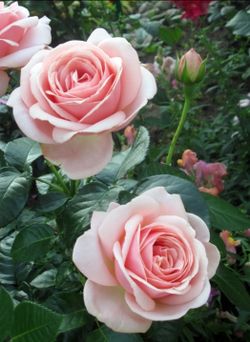 Афродита (Aphrodite)