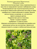 Яснотка крапчатая вариегатная Энн Гринвей