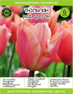 Тюльпан Луковица, Ред Драгон, 6+шт