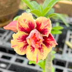 Адениум GUCCI