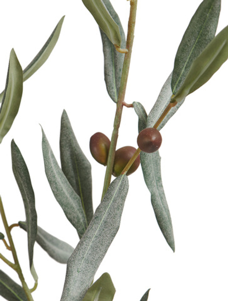 Ветвь оливы большая с плодами (серия Prime)