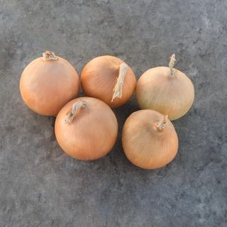 Лук репчатый желтый Радар 250000 (семян) нормальные сем.