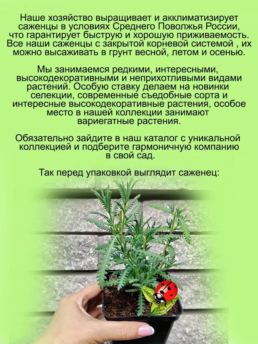 Лаванда Зубчатая домашняя