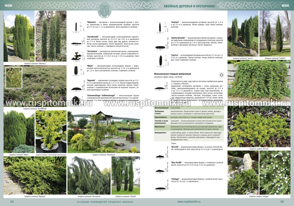 Каталог древесных растений. Деревья, кустарники, лианы