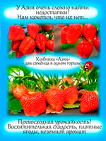 Клубника Азия 2 саженца в одном горшке