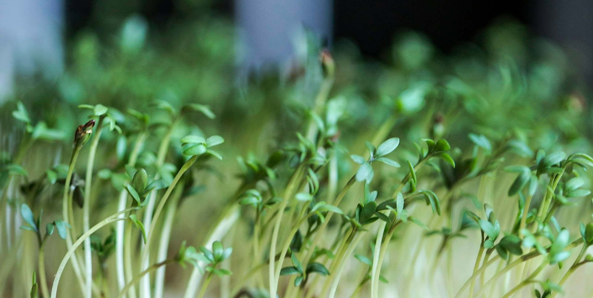 MINAMI SEEDS