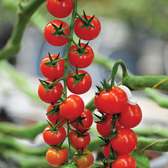 Кончита F1 семена томата (Seminis / Семинис)