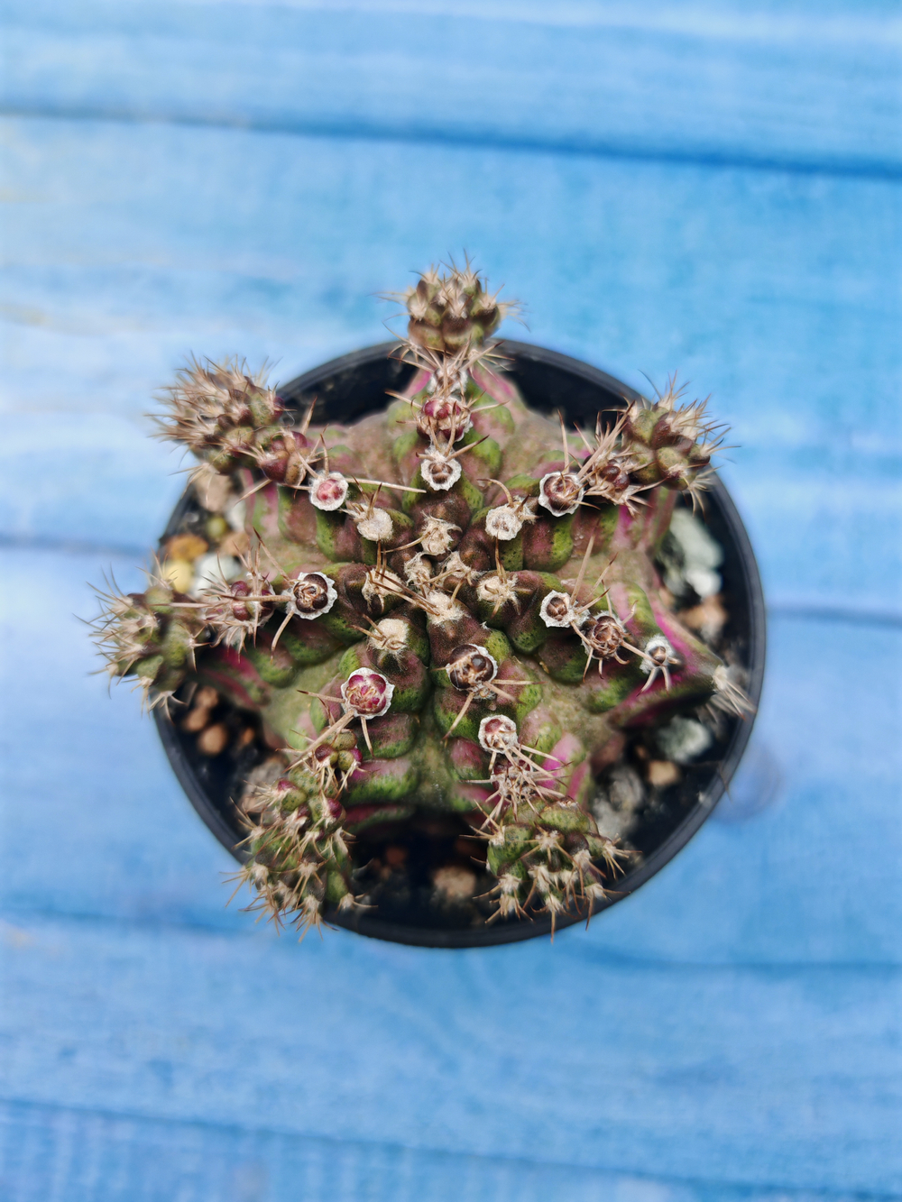 Gymnocalycium T-Rex Pink hybrid (Гимнокалициум)