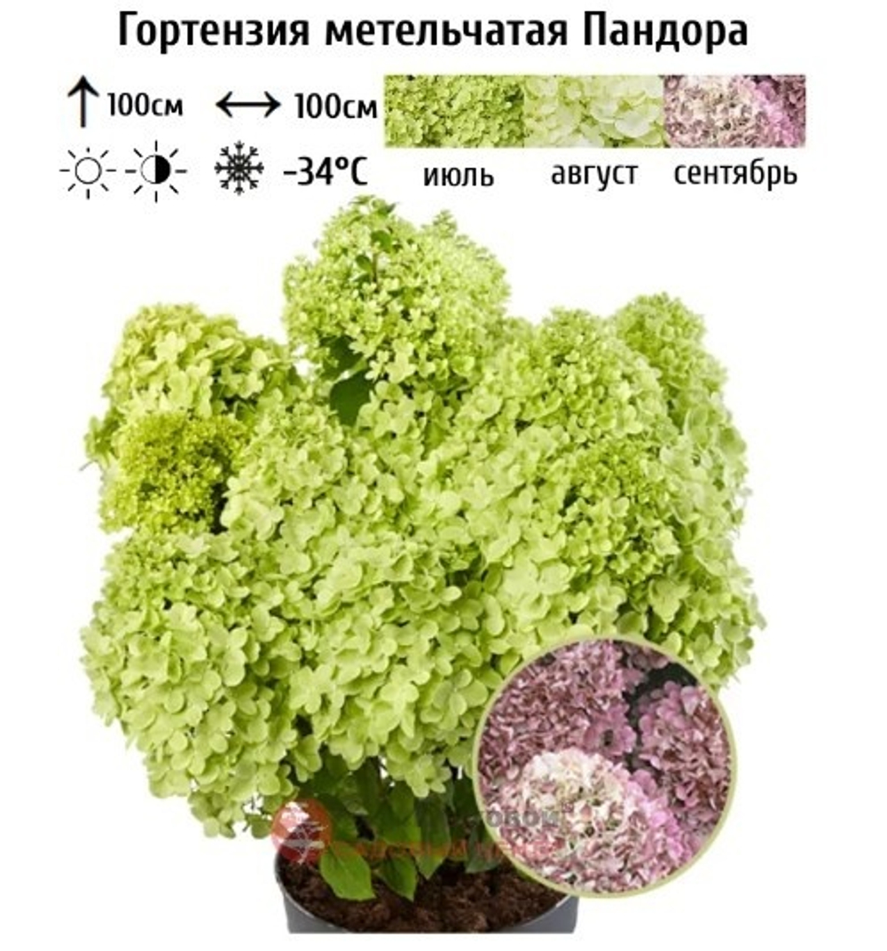 "Пандора" ("Pandora") июль 2025 г.