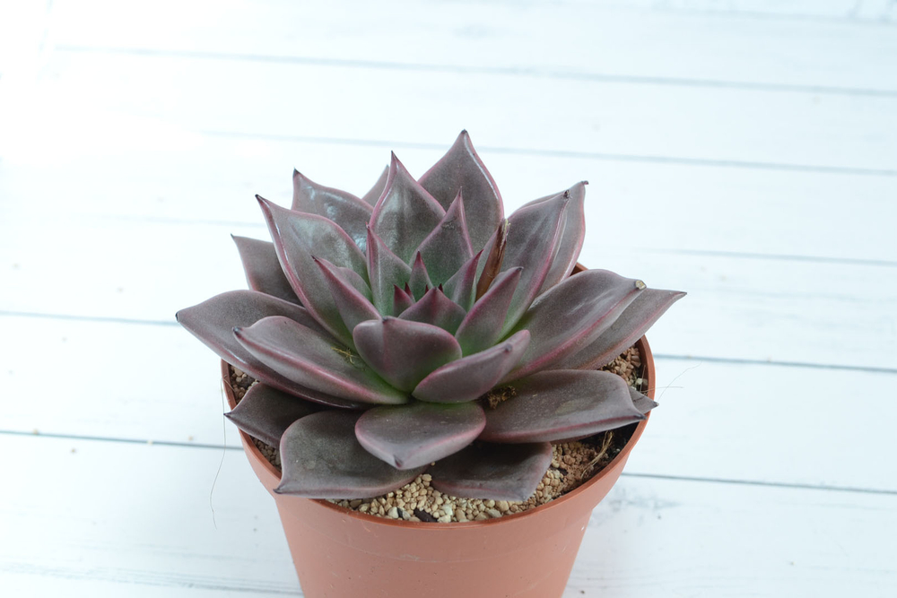 Echeveria Taurus (Эхеверия Таурус) (SCT29328)