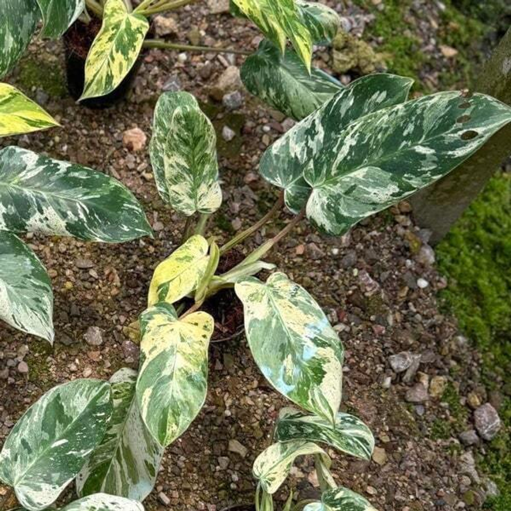 Филодендрон EMERALD QUEEN