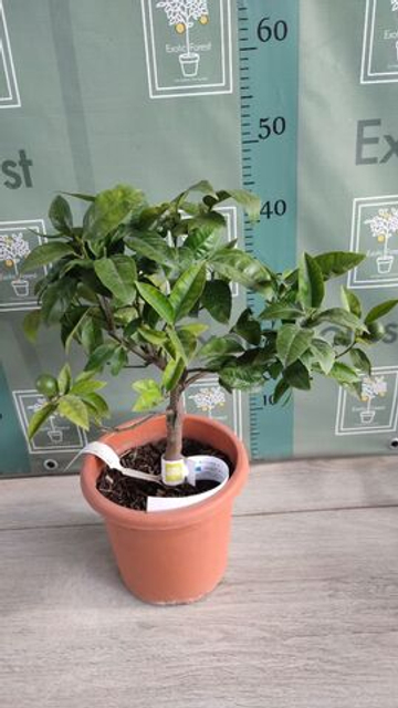 C. deliciosa × C. sinensis “Cadenera”