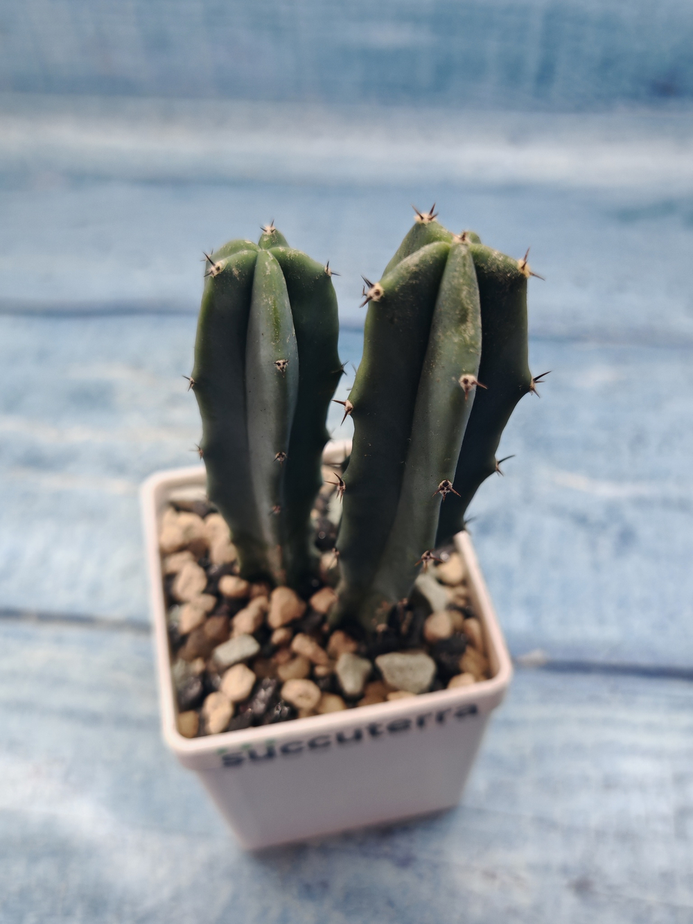 Myrtillocactus Geometrizans (Миртиллокактус)
