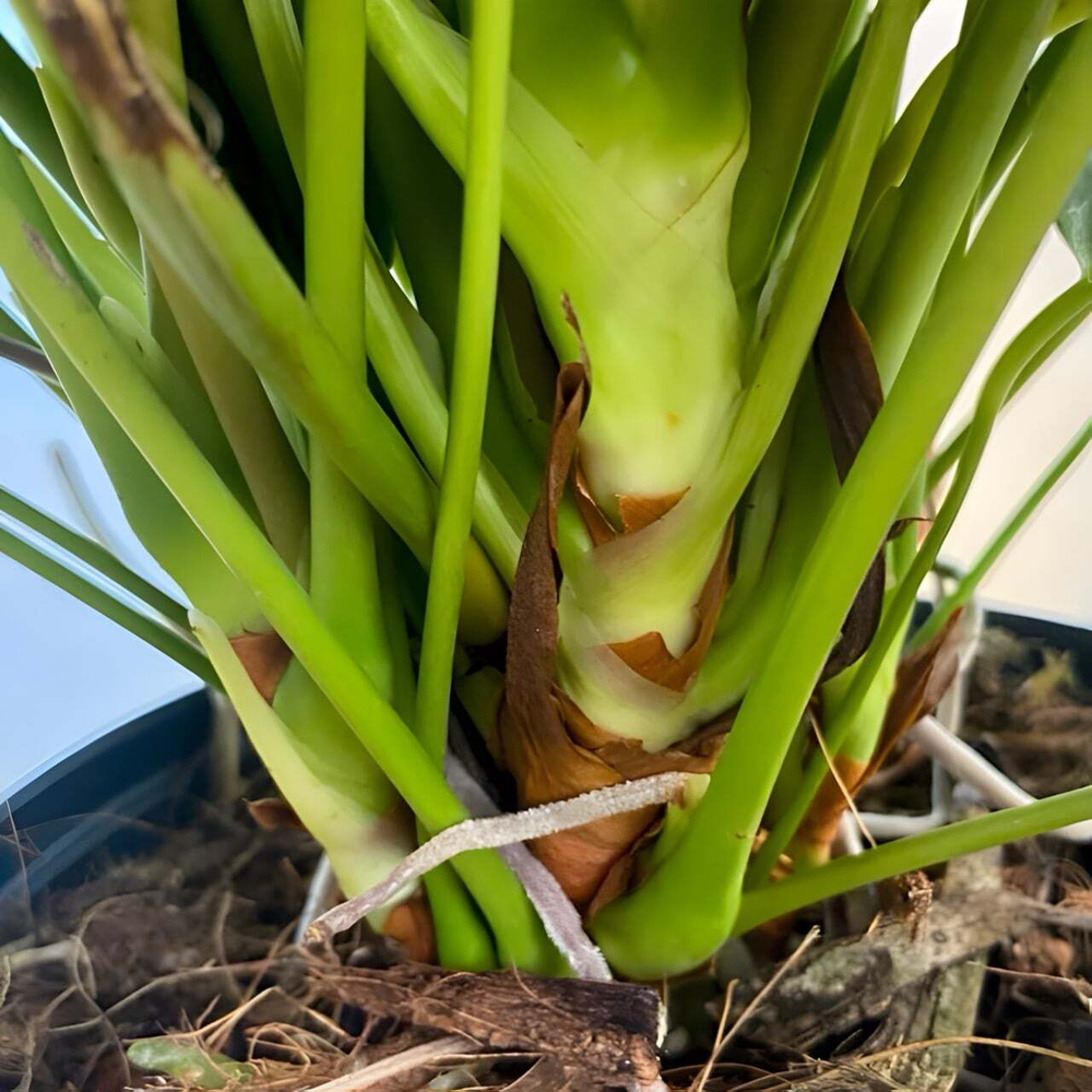 Антуриум Андре CAVALLI