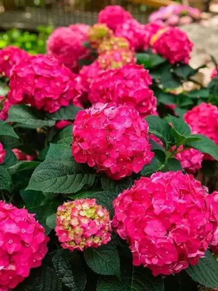 Endless Summer Love Red / «Бесконечное лето» Р7