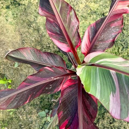 Банан вариегатный NONO