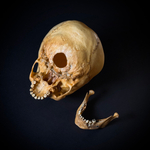 Череп человека ребёнок (анатомическая модель)