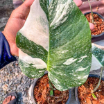 Монстера ALBO BORSIGIANA