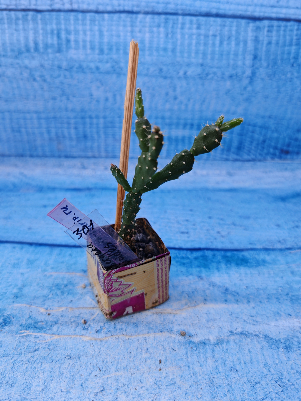Schlumbergera opuntioides (Шлюмбергера)
