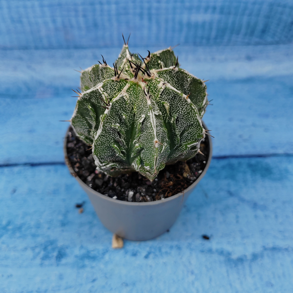 Astrophytum Myriostigma cv. Fukuryu (Астрофитум)