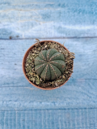 Euphoria Obesa (Эуфорбия)